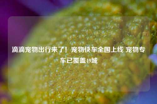 滴滴宠物出行来了！宠物快车全国上线 宠物专车已覆盖49城